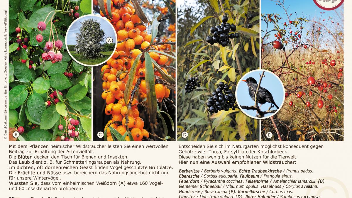 Wildstrucher fr die Hecke  Pufferzone  Hortus Girasole