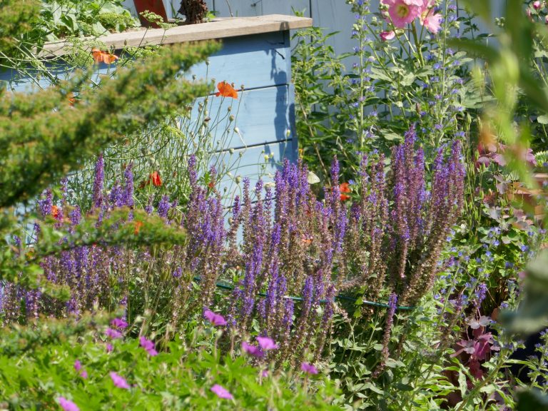 Winterharte Stauden für Insekten Hortus Girasole