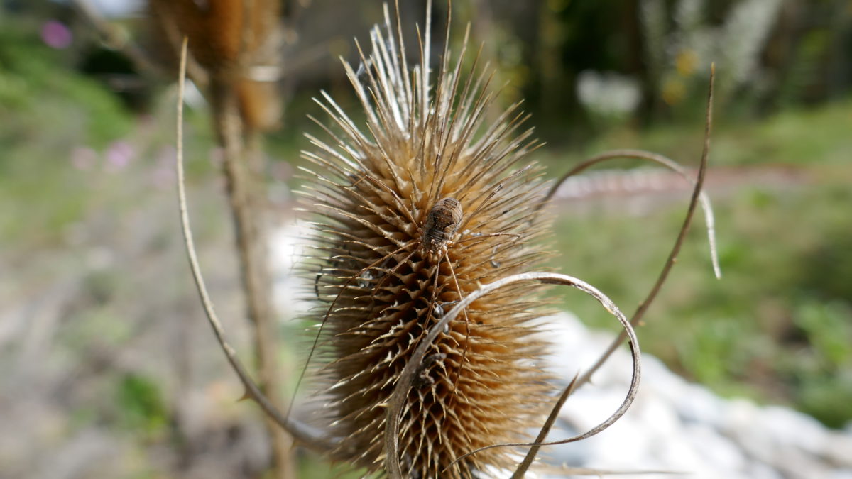 Wilde Karde mit Weberknecht