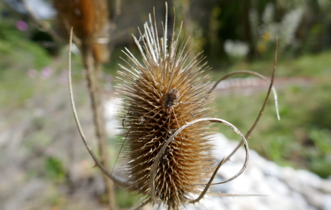 Wilde Karde mit Weberknecht