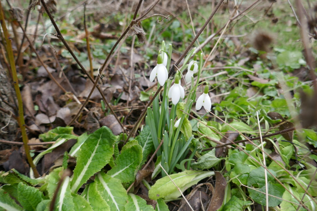 Schneeglöckchen