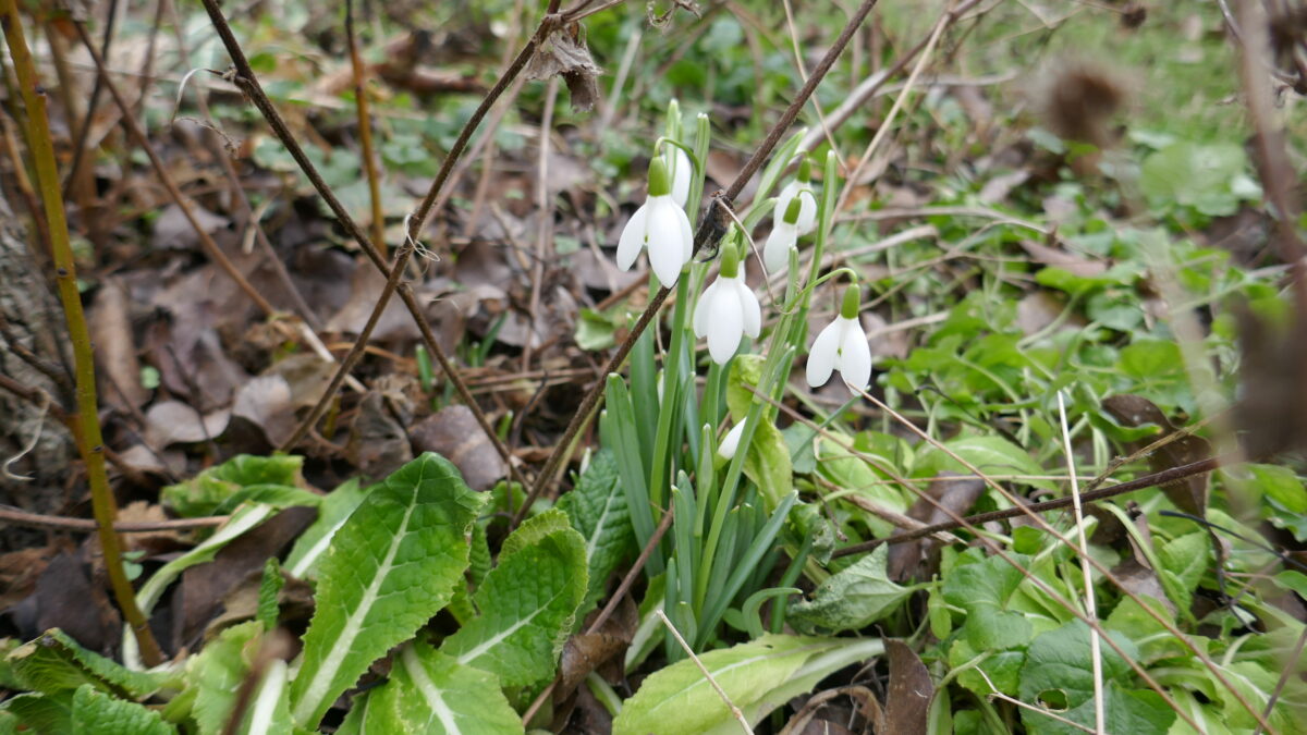 Schneeglöckchen