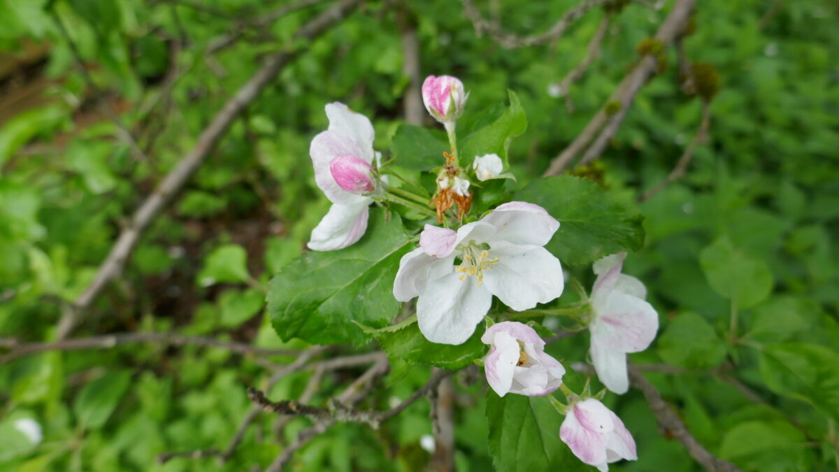 Obstbaumblüten