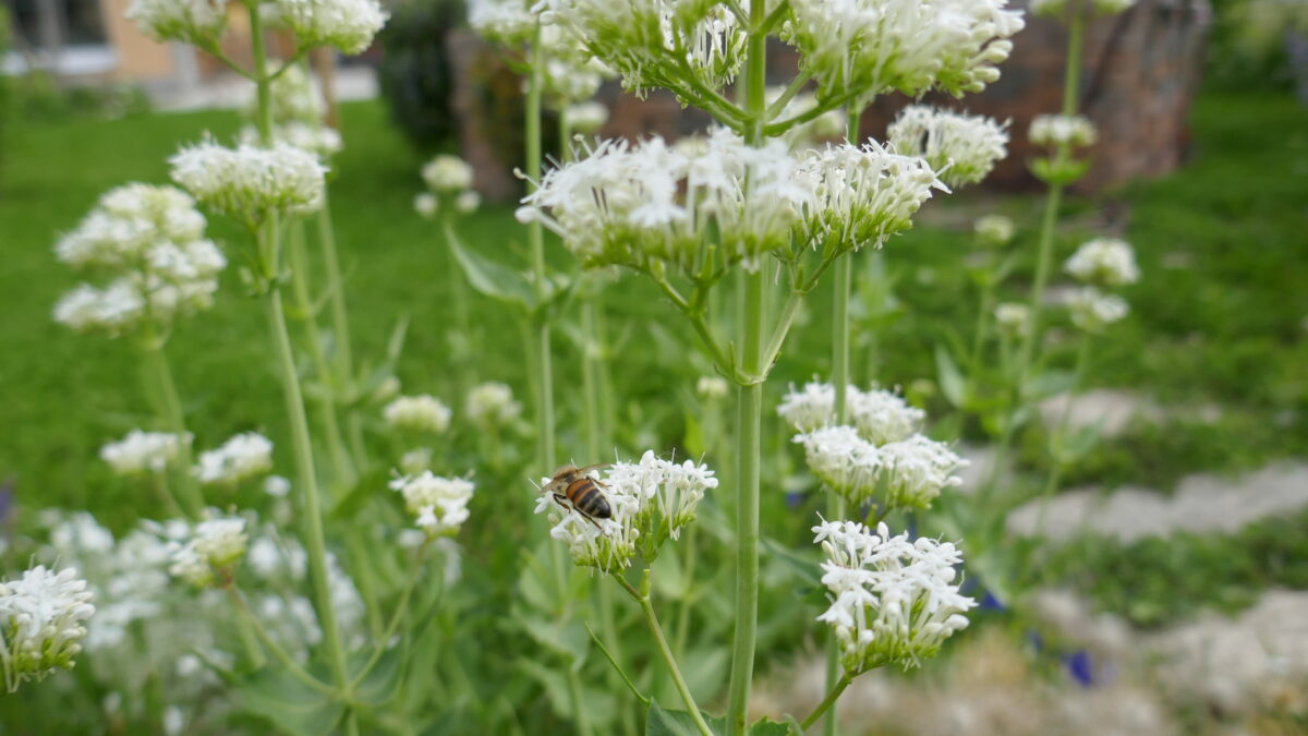 Hortus Trifolium