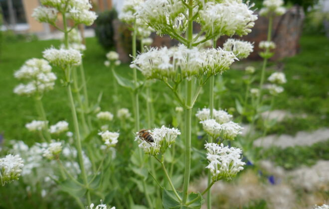 Hortus Trifolium